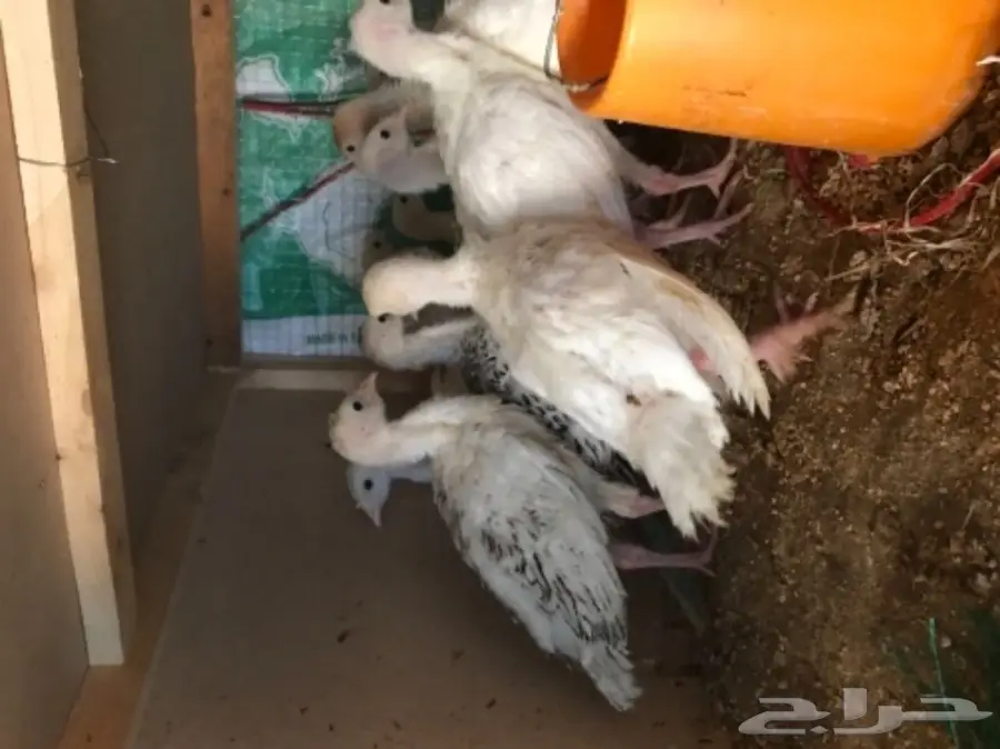 للبيع صوص رومي 