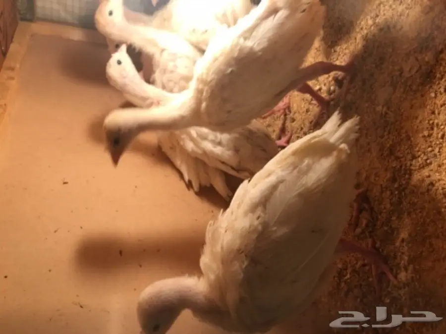 للبيع صوص رومي  (image 1)