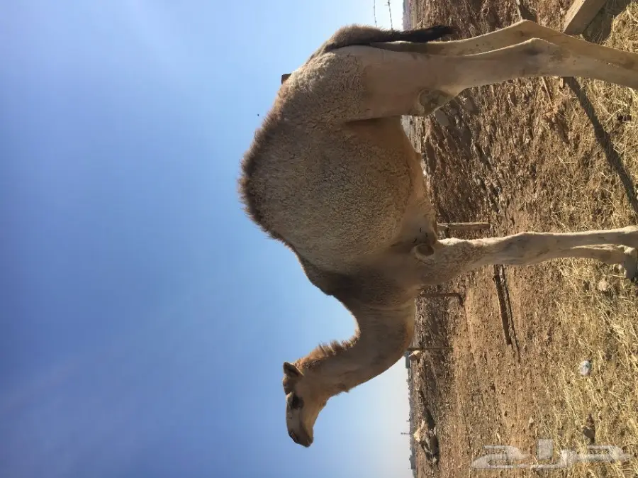 حاشي طيب للبيع