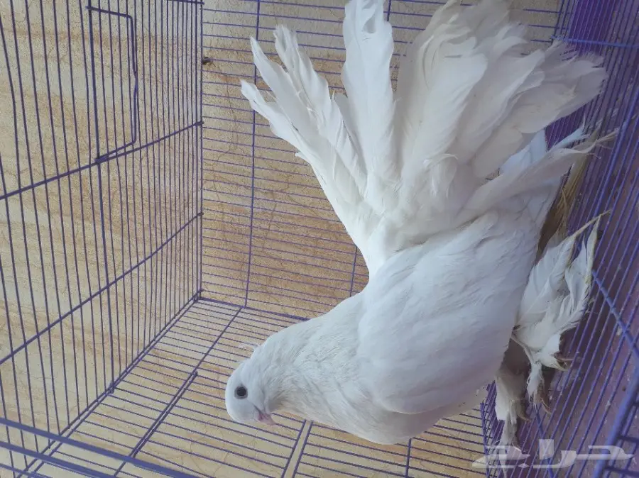 زوج شمسي امريكي  (image 1)