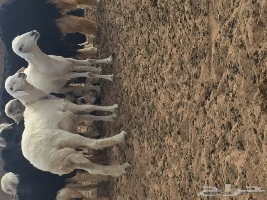 جذعه حريه ذبيحه طيبه  (image 3)