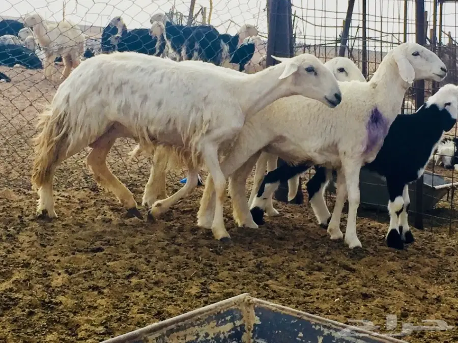 جذعه حريه ذبيحه طيبه  (image 5)