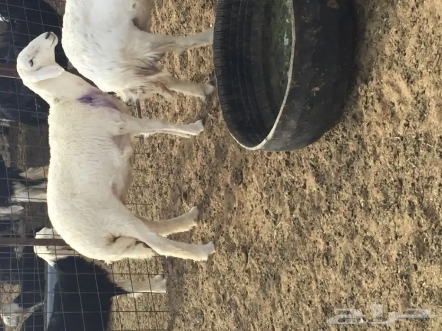 جذعه حريه ذبيحه طيبه  (image 7)