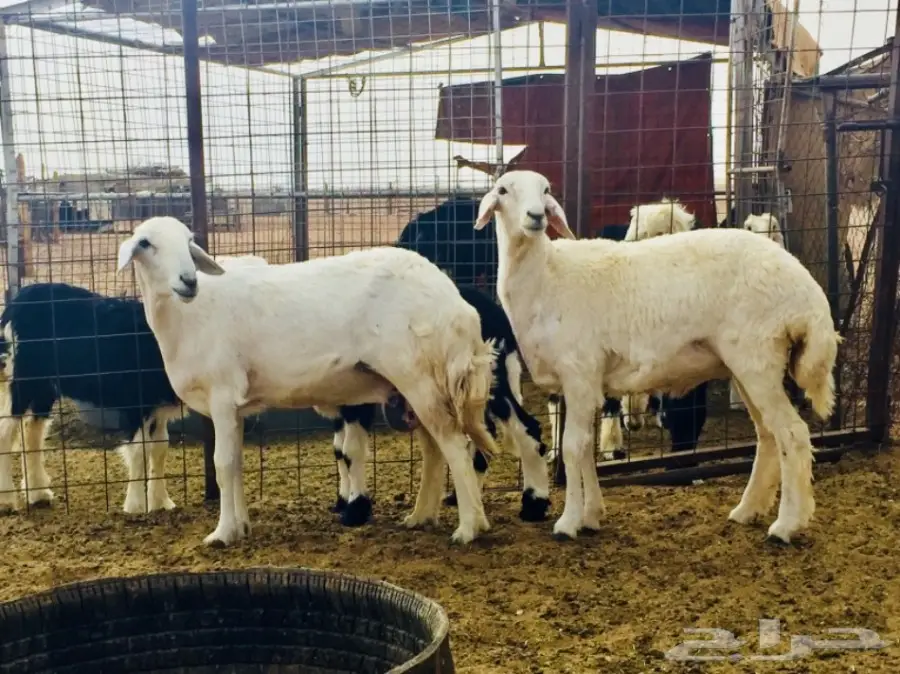 جذعه حريه ذبيحه طيبه  (image 8)