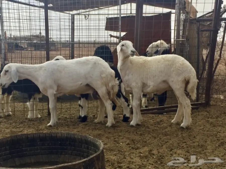 جذعه حريه ذبيحه طيبه  (image 9)