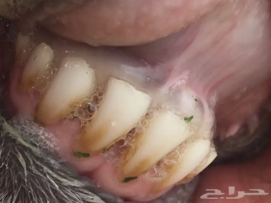 جذعه حريه ذبيحه طيبه  (image 10)