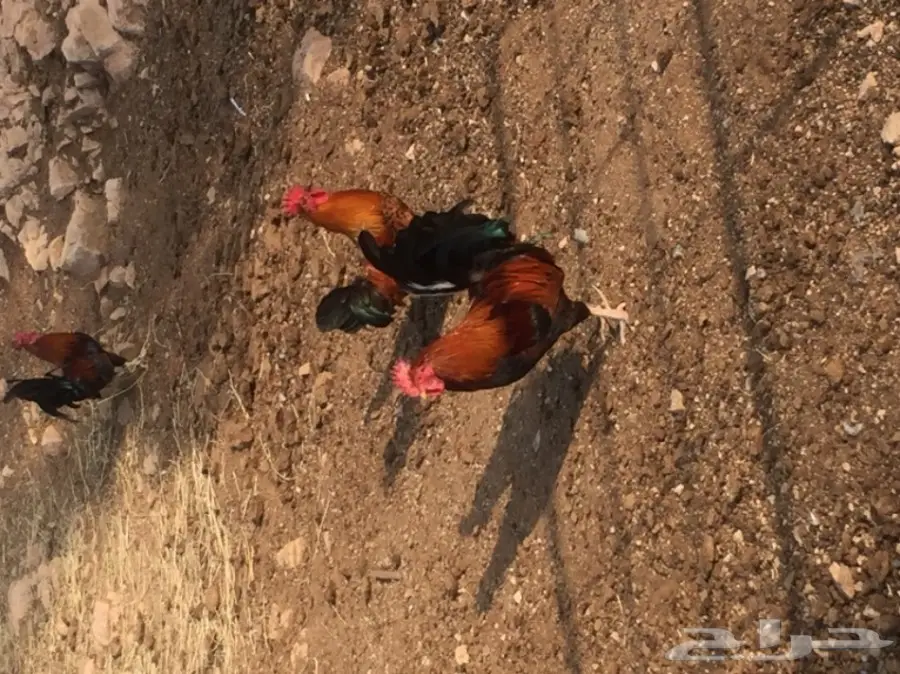 ديوك بلدي  (image 1)