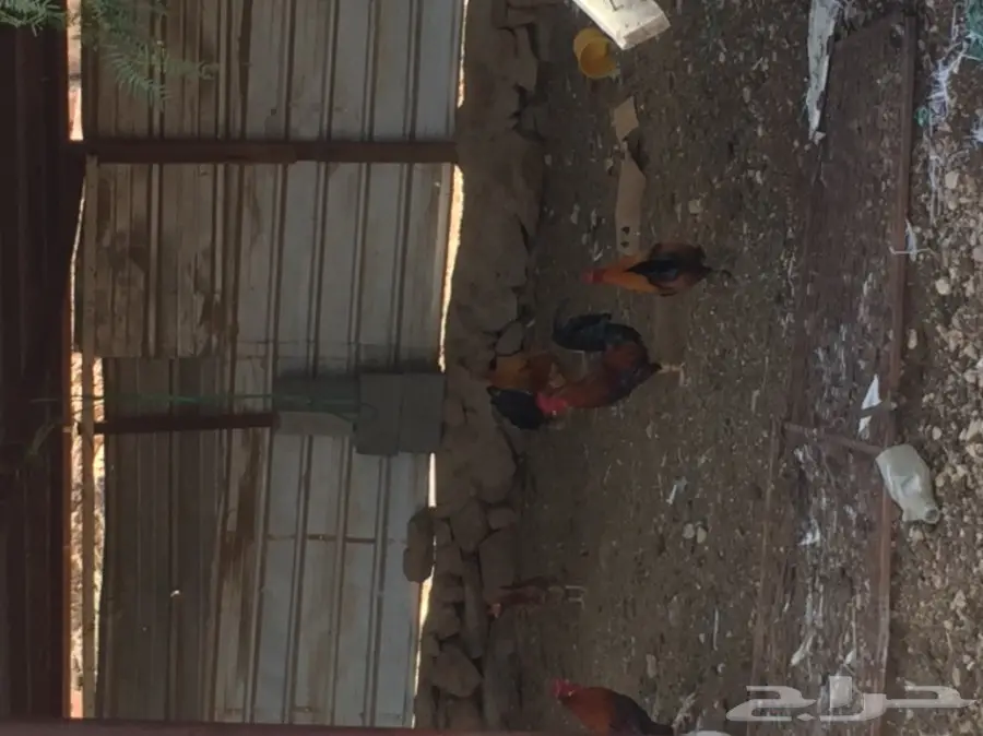 ديوك بلدي  (image 2)