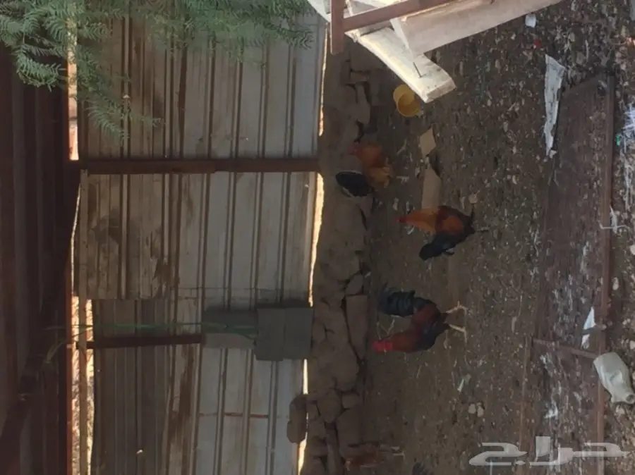 ديوك بلدي  (image 3)