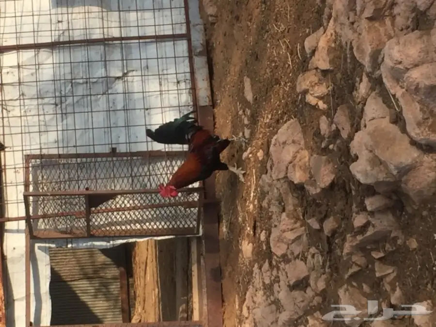 ديوك بلدي  (image 4)