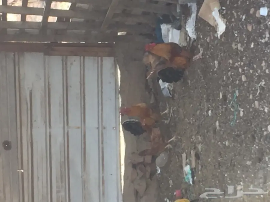 ديوك بلدي  (image 5)