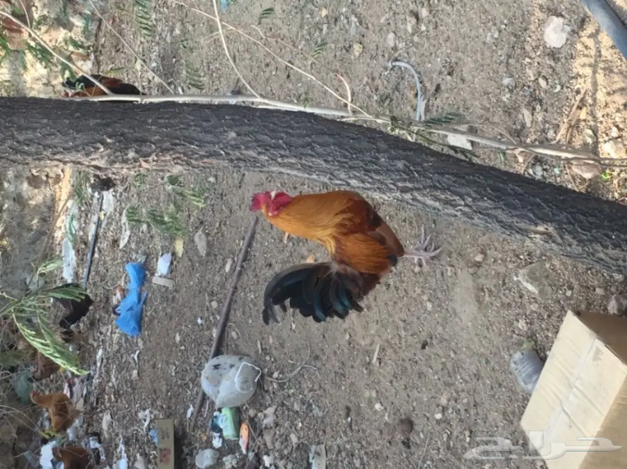 ديوك بلدي  (image 6)