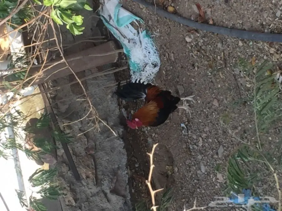 ديوك بلدي  (image 7)