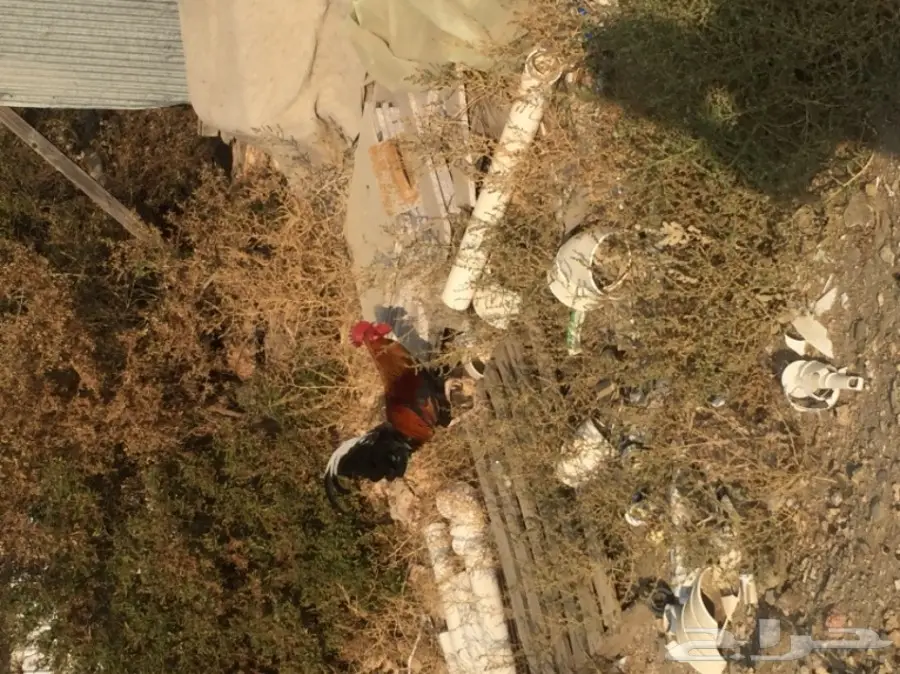 ديوك بلدي  (image 8)