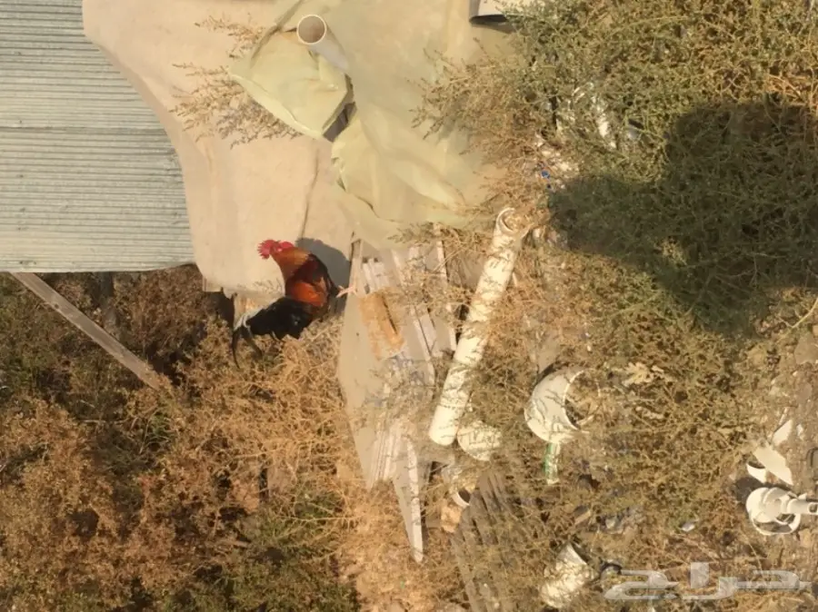 ديوك بلدي  (image 9)