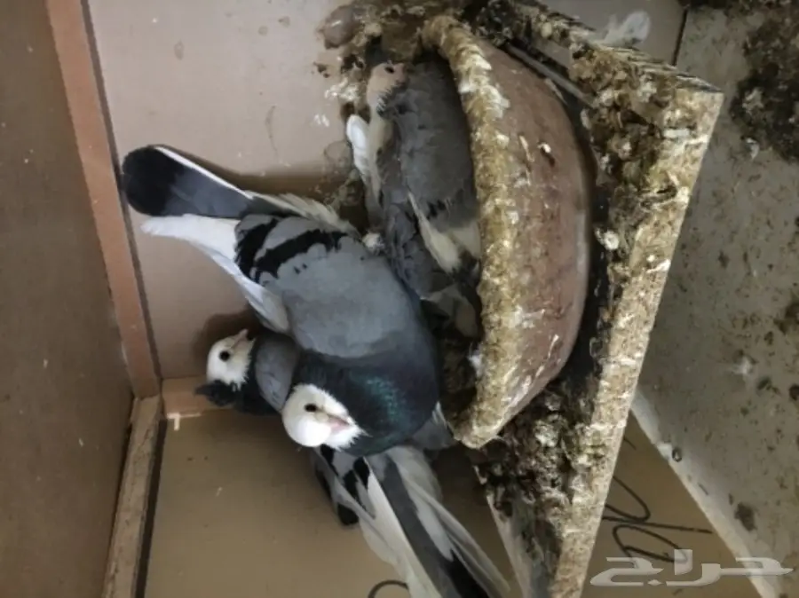 جوز صفاق ازرق للبيع 