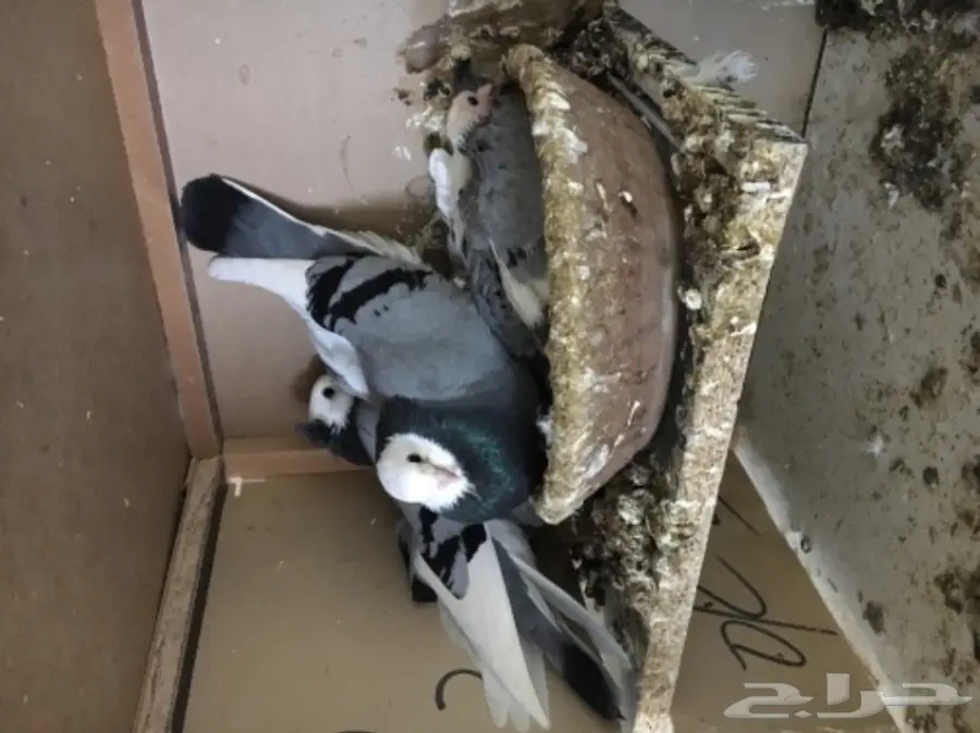 جوز صفاق ازرق للبيع  (image 1)