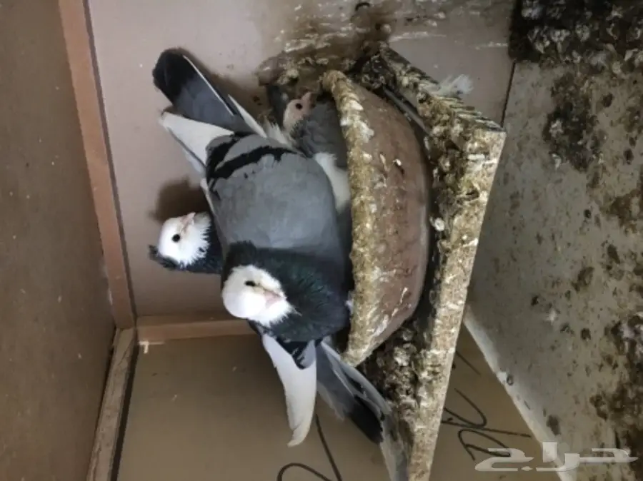 جوز صفاق ازرق للبيع  (image 2)