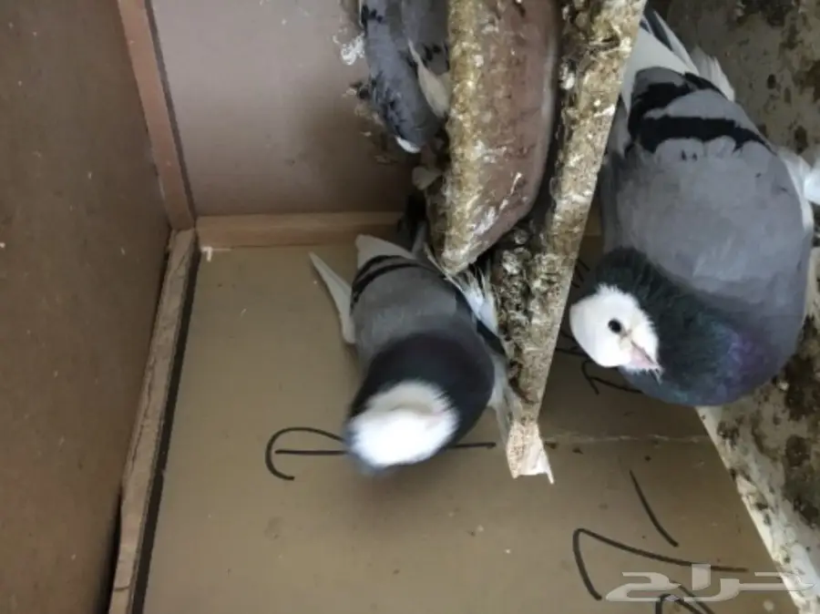 جوز صفاق ازرق للبيع  (image 3)