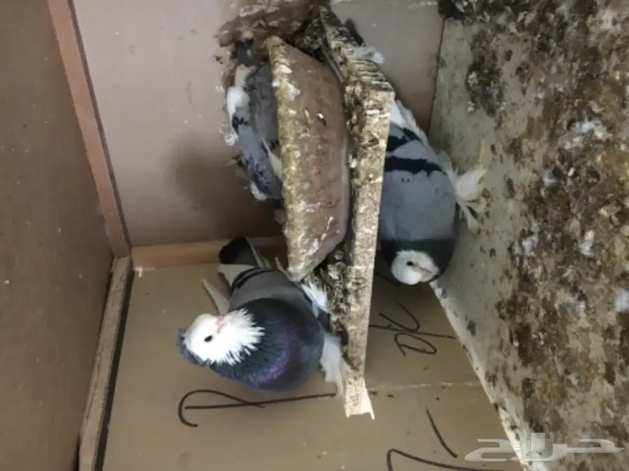 جوز صفاق ازرق للبيع  (image 4)