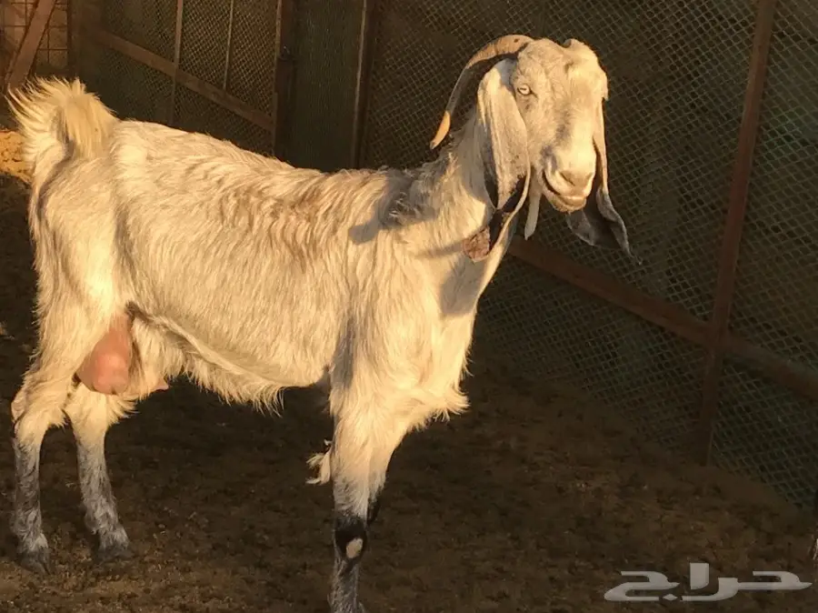 مشروكه حليب