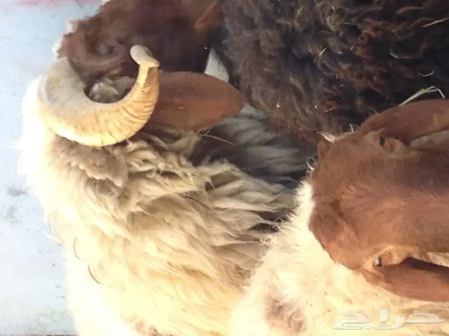 فحل نعيم صنف (image 2)