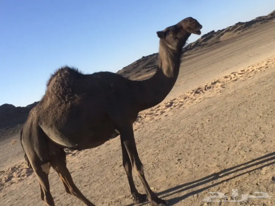 لقحة  كفو  (image 1)