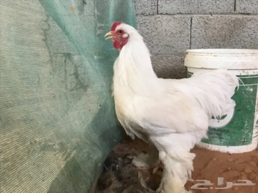 اطقم براهما