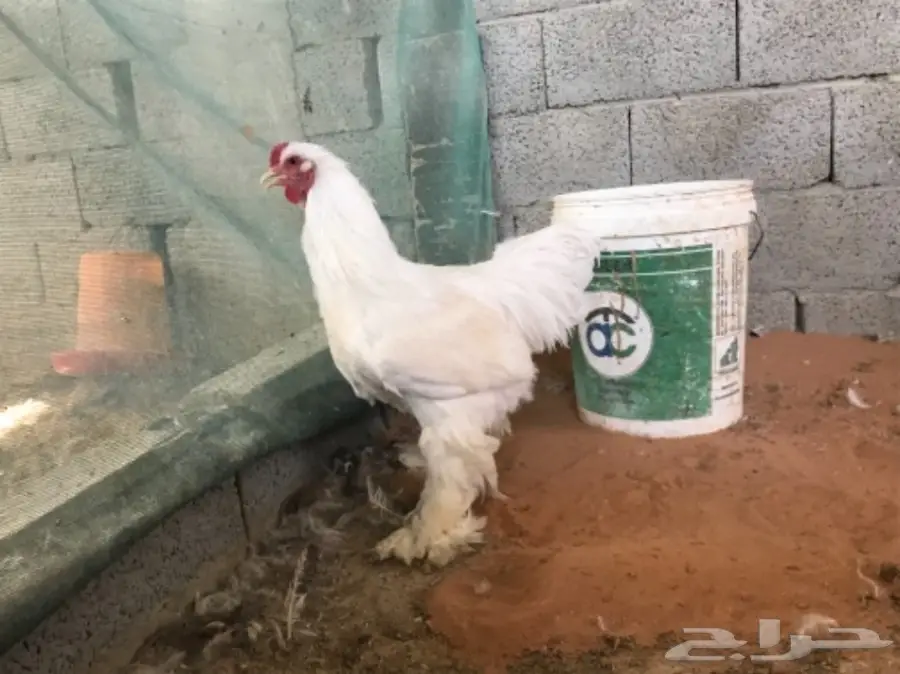 اطقم براهما (image 1)