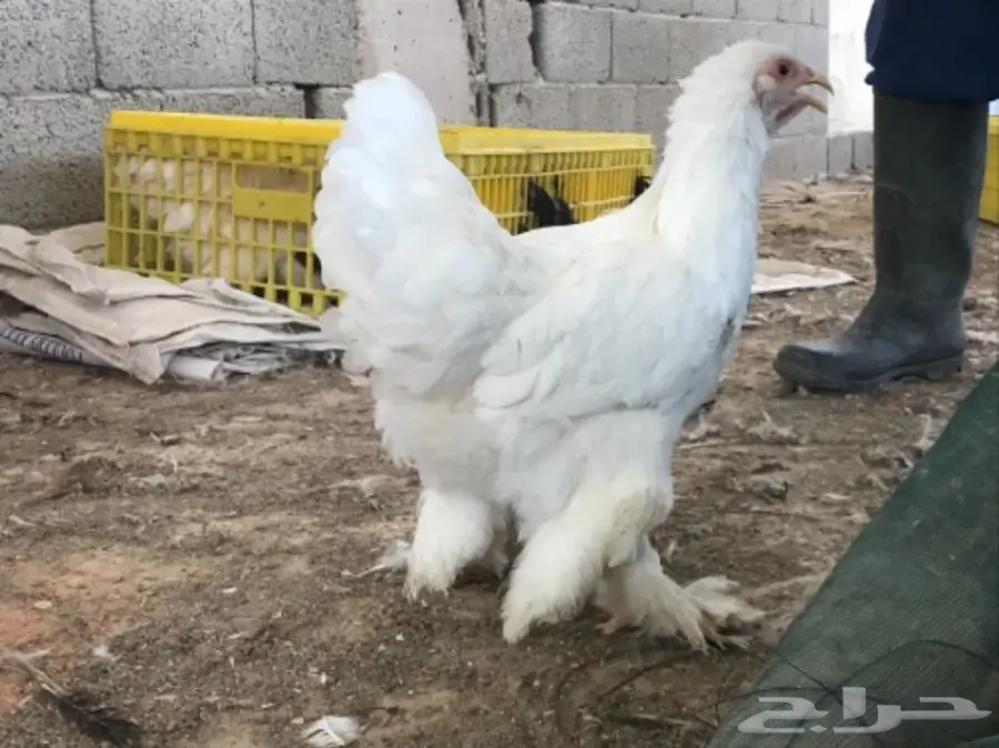 اطقم براهما (image 3)