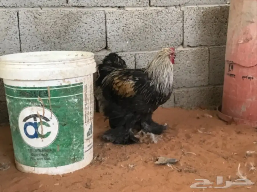 اطقم براهما (image 5)