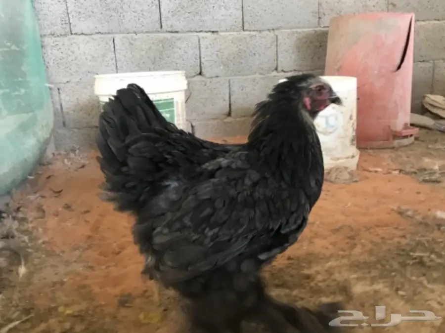 اطقم براهما (image 7)