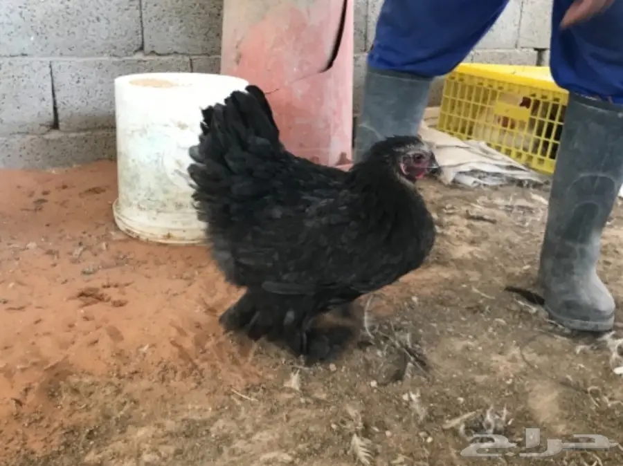 اطقم براهما (image 8)