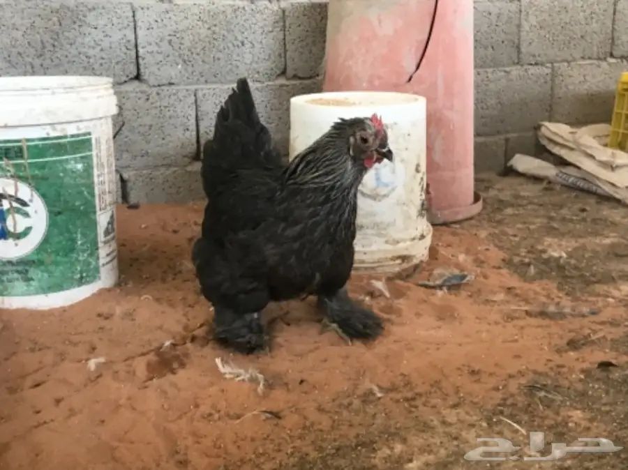 اطقم براهما (image 10)