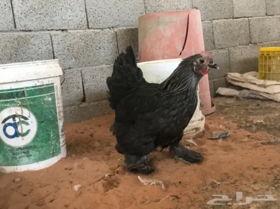 اطقم براهما (image 11)