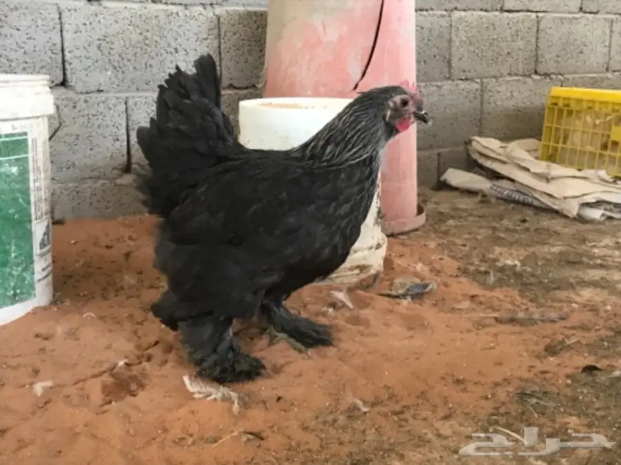 اطقم براهما (image 12)