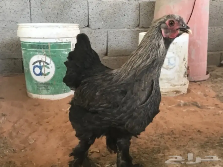 اطقم براهما (image 13)