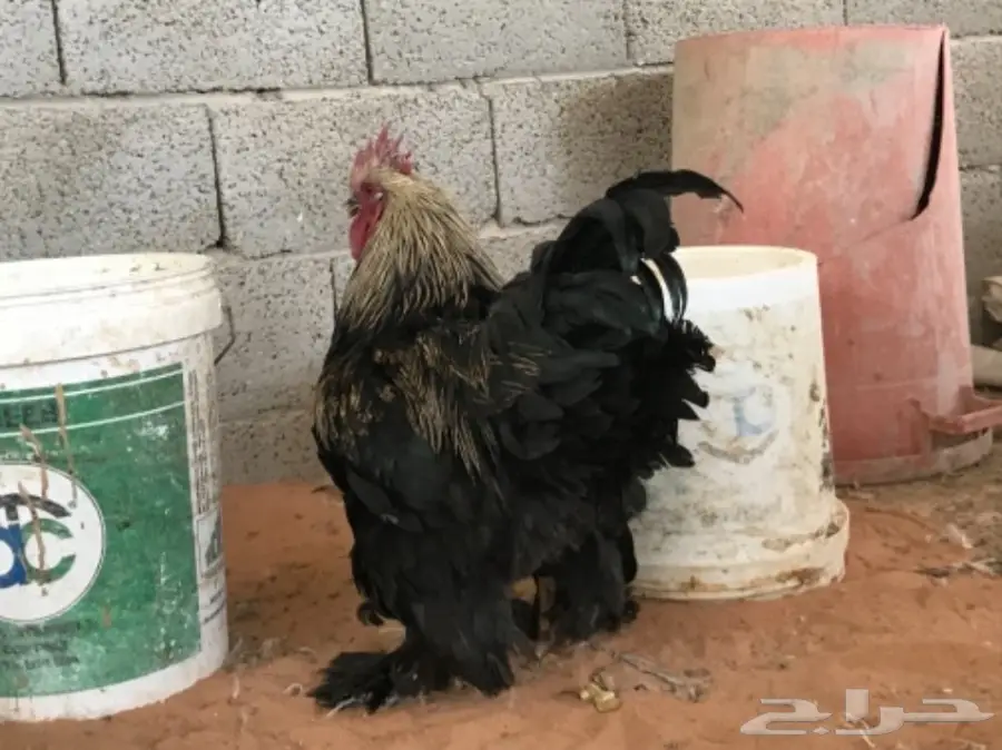 اطقم براهما (image 14)