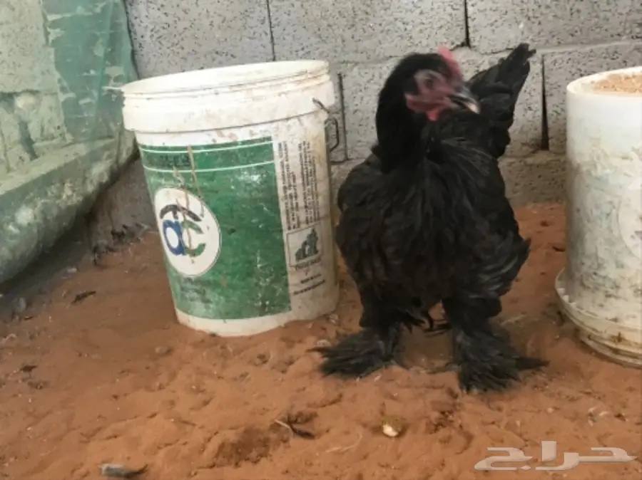 اطقم براهما (image 16)