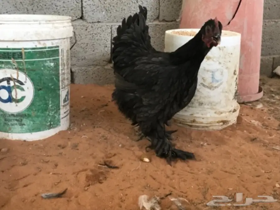 اطقم براهما (image 17)