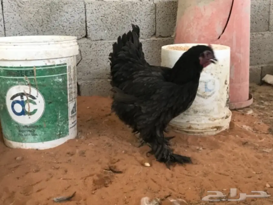 اطقم براهما (image 18)