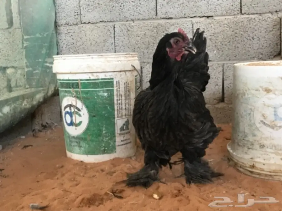 اطقم براهما (image 19)