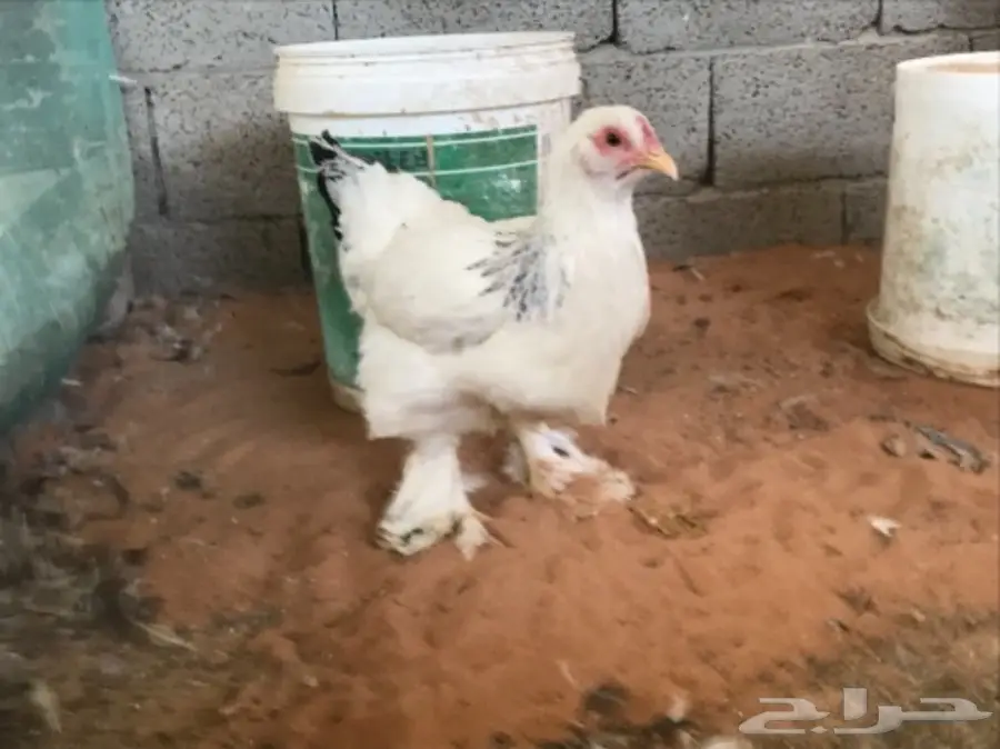 اطقم براهما (image 22)