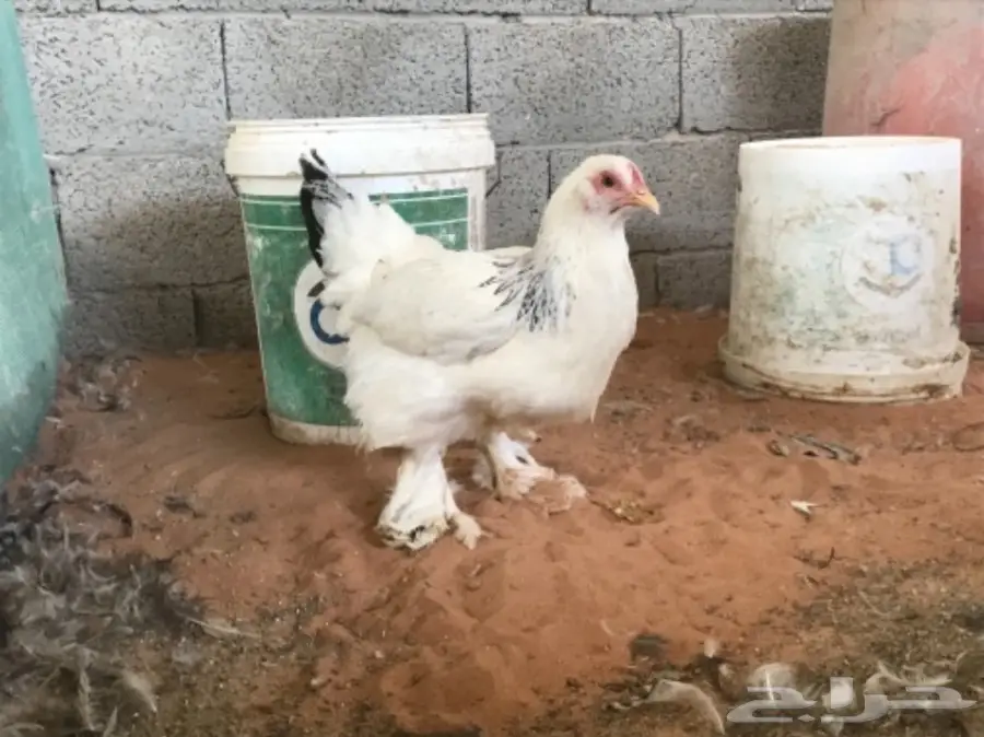 اطقم براهما (image 23)