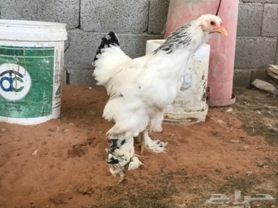 اطقم براهما (image 25)