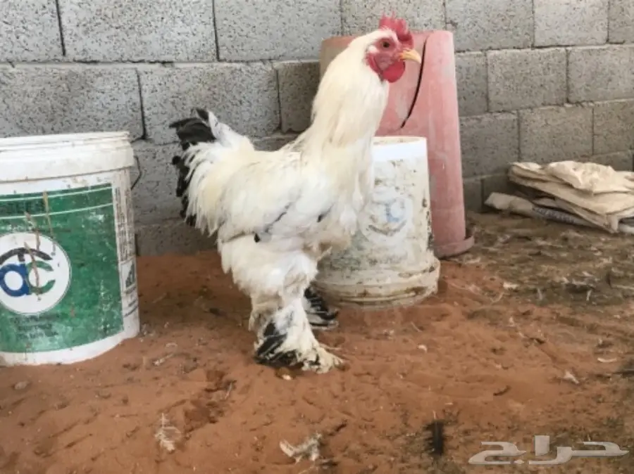 اطقم براهما (image 27)