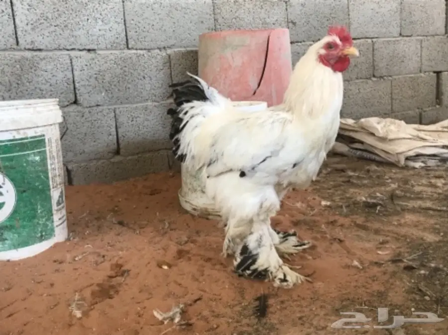 اطقم براهما (image 28)