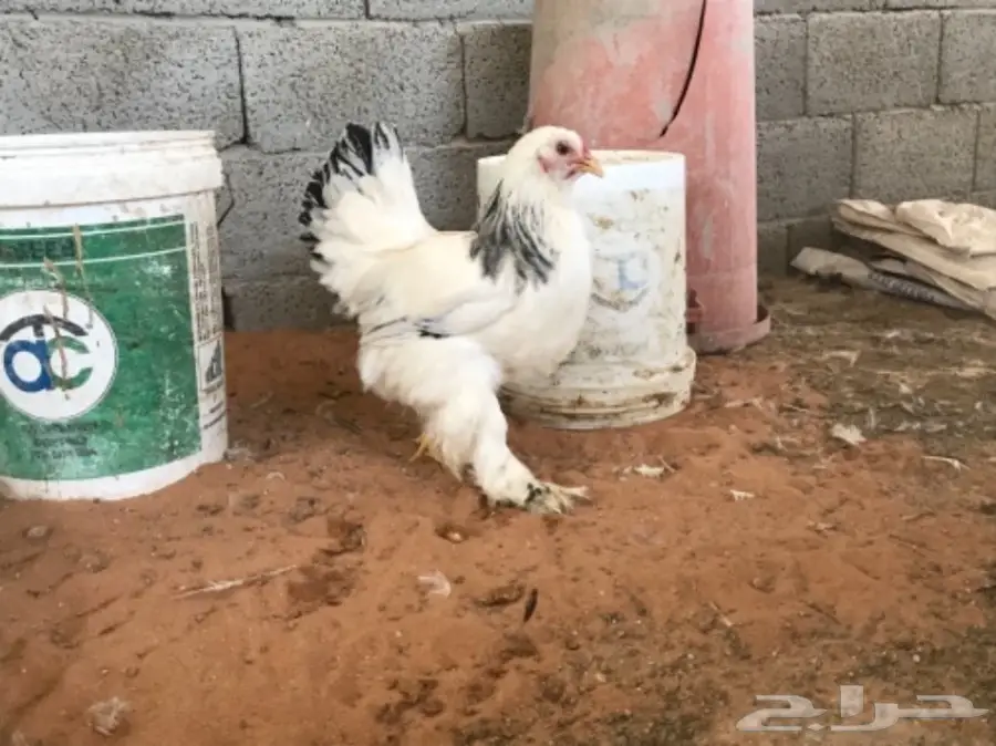 اطقم براهما (image 29)