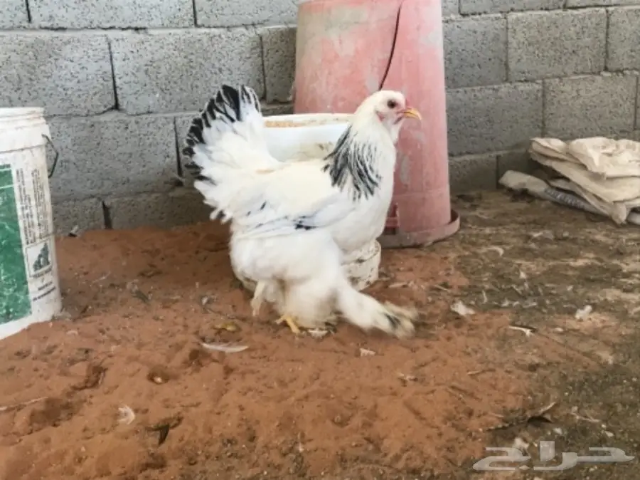 اطقم براهما (image 30)