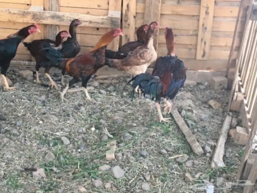 دجاج بكستاني 